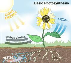 importance of carbon cycle